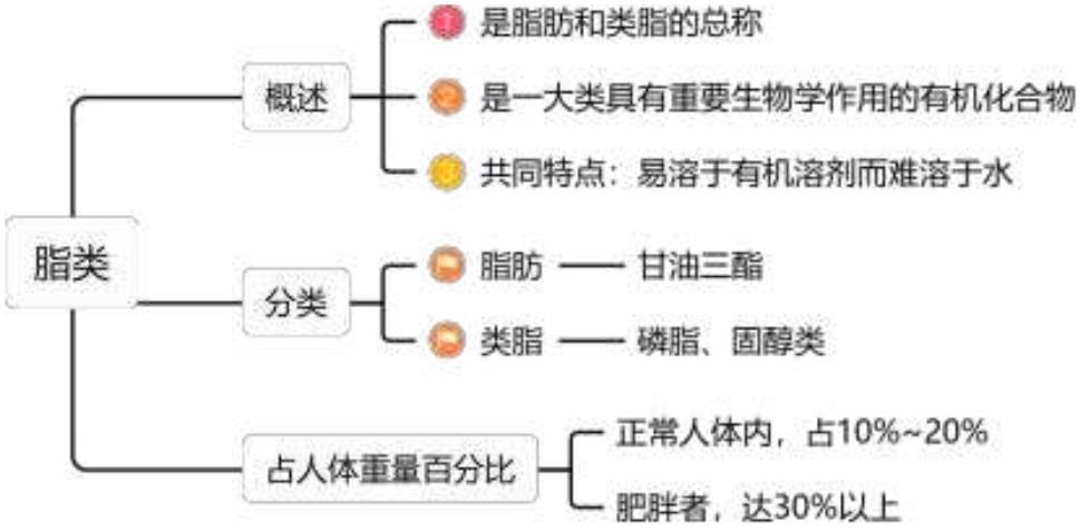 脂类.jpg
